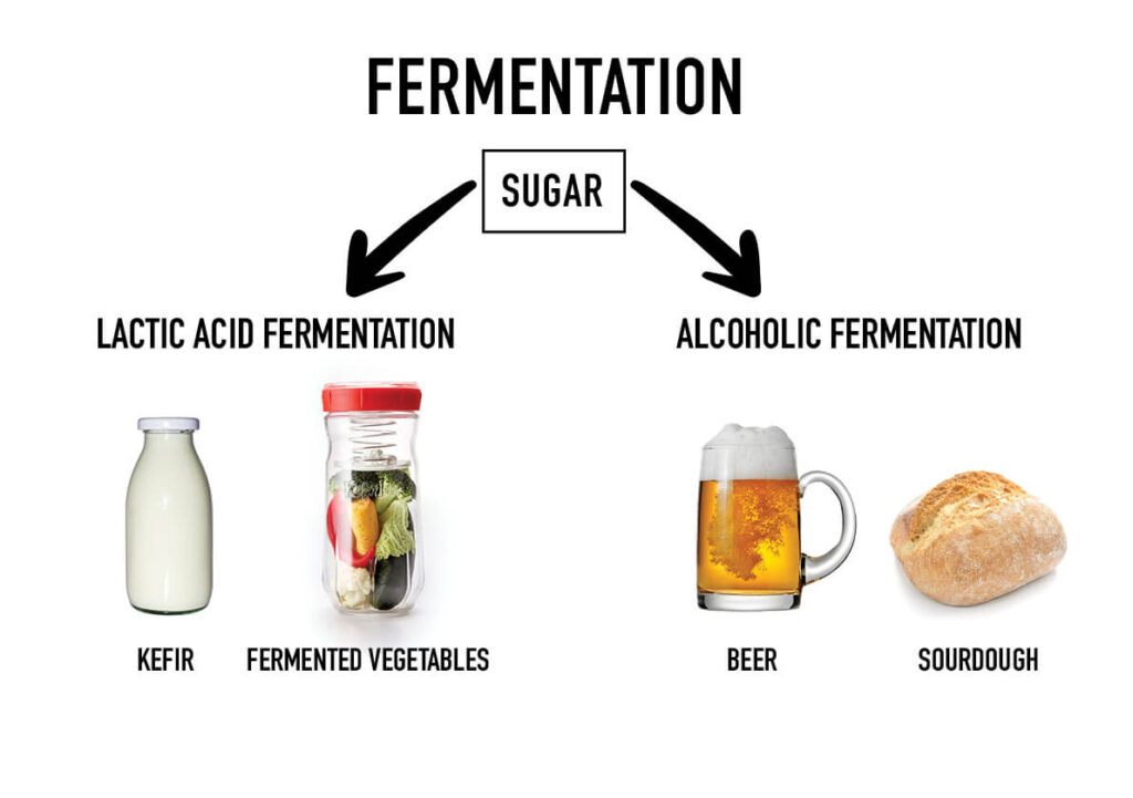 Alcoholic and Lactic Acid Fermentation in Food – A Primer